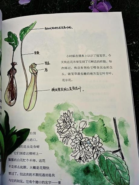 探秘草本植物：你想了解的种类全在这里