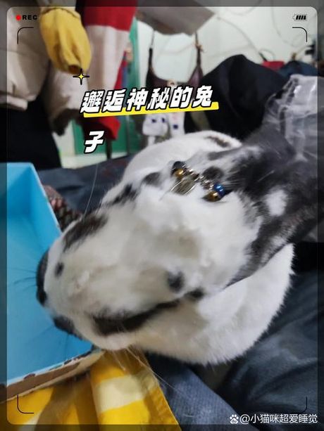 世界上最诡异的兔子，邂逅世界上最诡异的兔子