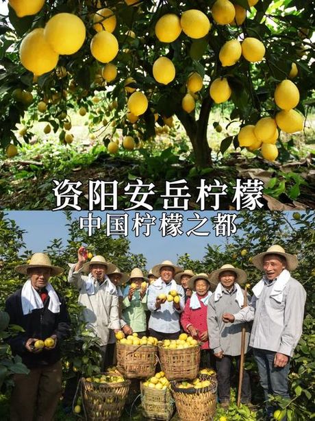 安岳柠檬，品尝山水之美，品尝安岳柠檬